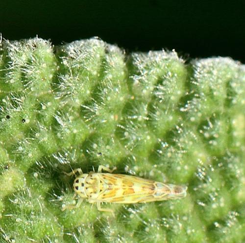 Réf. 330 839 : Eupteryx salviae